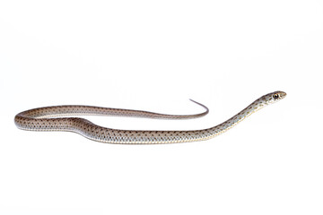 young Montpellier snake (Malpolon monspessulanus) in white background