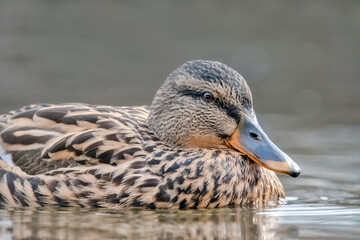 Schwimmende Stockente im See