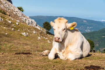 Fototapeta na wymiar Cows grazing on the top of Rocca del Crasto in the Nebrodi Park, Sicily, Italy