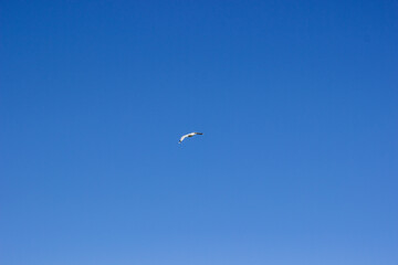 seagull flying in the sky