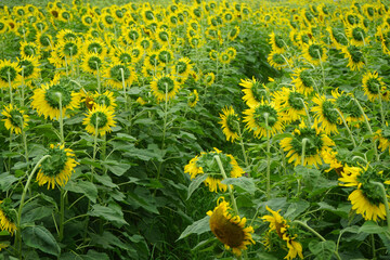 Obraz premium Sunflowers on a nature background. Organic Farming, Smallholding, Gardening, health concept, nature concept.