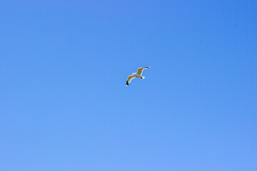 Bird flying