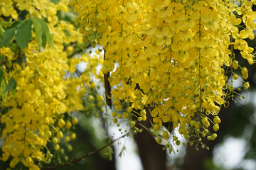 Ratchaphruek or Multiply flowers, Cassia fistula L. or golden shower are blooming on the tree. Tropical yellow flowers that bloom in summer. Symbol of Songkran Festival.