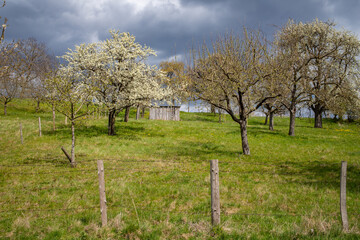Streuobstwiese bei Eschenbach