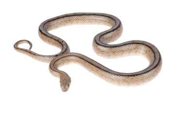 Obraz premium Ladder snake (Zamenis scalaris) white background