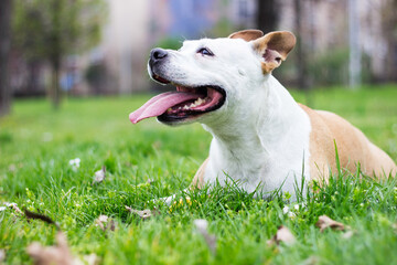 Portrait of happy and cute American Staffordshire Terrier