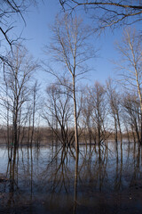 Naklejka na ściany i meble forest in early spring during the flood background vertical