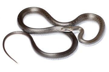 Aesculapian snake (Zamenis longissimus) with parcial melanism in white background