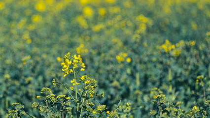 Rap seed in a field early in the season