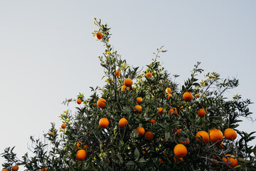 Orange garden with oranges in spring time