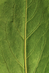 The textured surface of the green leaf.