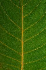 Obraz premium Textured surface of a green leaf with yellow veins.