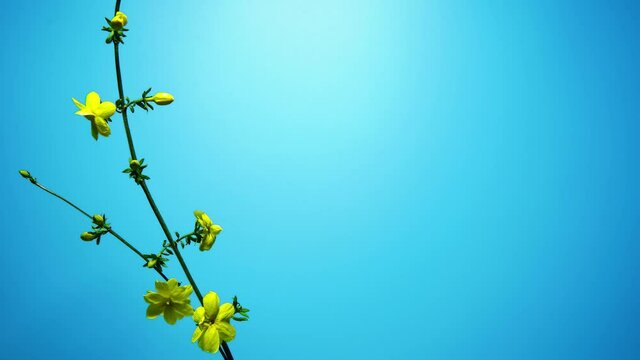 Time-lapse of blooming flowers, yellow winter jasmine blooming under sunlight, blue background with copy space