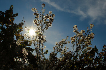 plant with back-lit sun