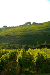 Vineyards in the north of France