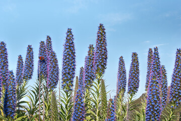purple blossom echium candicans plant, butterfly perched, endemic madeira island