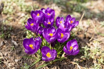 purple crocus flowers in spring