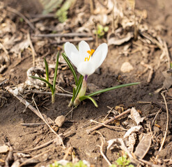 white crocus flower