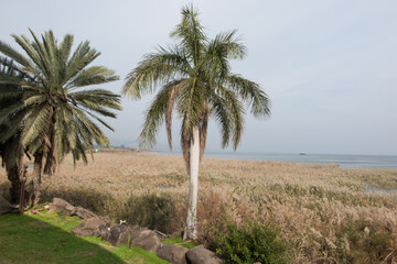 Fototapeta na wymiar lush vegetation, green during the rainy season on the shores of the Sea of Galilee