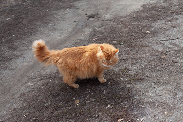 A stray ginger cat standing outside on dirt and looking around