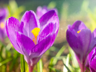 Purple crocuses close-up, defocused light, time of year spring, flowers.