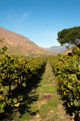 Fototapeta na wymiar Vineyards in mountains