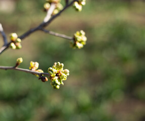 flowers on a branch