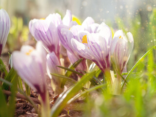 White crocuses close-up, defocused light, time of year spring, flowers.