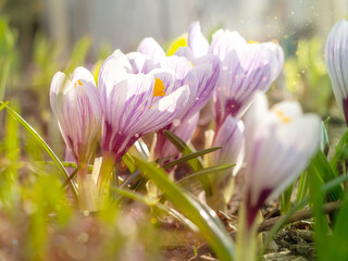 White crocuses close-up, defocused light, time of year spring, flowers.