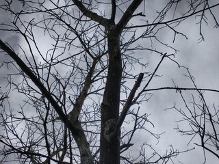 tree branches against blue sky