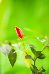 Small Organic Red Pepper Plant Growing . Green Sprout With Leaves Growing From Soil In Pot. Spring, Concept Of New Life. Agricultural Season