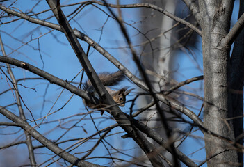 brown squirrel in the spring forest looking for nuts 