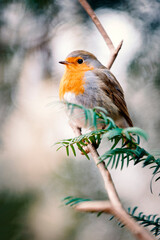 common robin