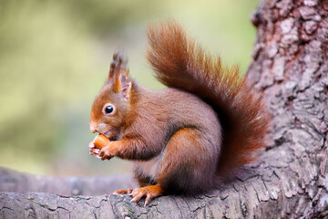 Naklejka na ściany i meble close-up of a squirrel