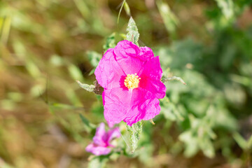 Cistus crispus Commonly know as curled-leaved rock rose, is a shrubby species of flowering plant in the family Cistaceae , with pink to purple flowers, native to south-western Europe and north Africa