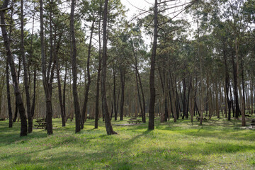 Recreation area with eucaliptus and pine trees at Rodiles, Asturias, Spain