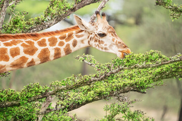 Portrait of south African giraffe mammal the tallest living terrestrial animal with extremely long neck and distinctive coat patterns peacefully eating green leaves from tree branches. Horizontal