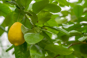 fresh ripe lemon on a lemon tree branch in a sunny garden. Botanical Garden