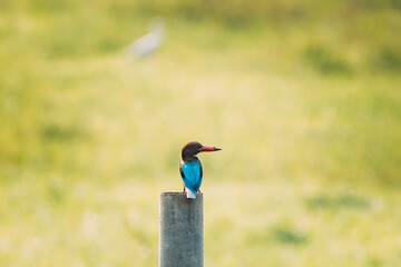 Goa, India. Common Kingfisher Sitting On Pillar On Blurred Green Background