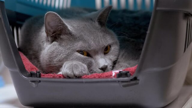British Home Gray Cat is Lies inside Carrier Box, Resting, Sleeping. Animal transport cage. Traveling with pets. A cute, thoroughbred, fluffy pet with green eyes. Box for cats. 4K. Close up.