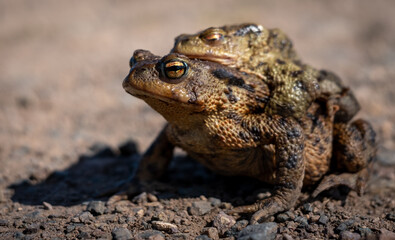 Froschliebe