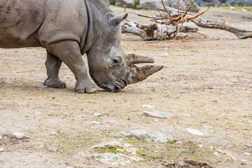 Obraz premium Close up view of wild rhino in outdoor wildlife natural park. Beautiful nature backgrounds. Sweden.
