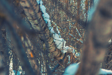 close up of a tree