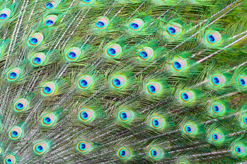 Obraz premium Beautiful peacock tail. Close-up. Background. Texture.