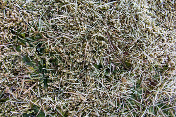 lawn near the forest covered with frost as a background