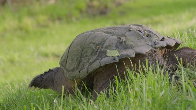 Snapping Turtle Walking on Grass
