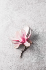 Obraz na płótnie Canvas Magnolia springtime minimalistic still life. Beautiful pink magnolia flowers on the stone textured background, copy space