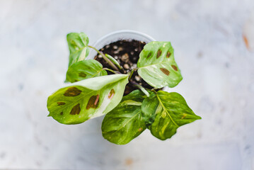 maranta leuconeura kerchoveana variegata little plant in a pot