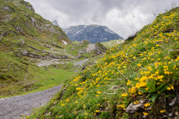Beautiful swiss alpine landscape in summer.