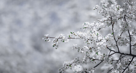 Beautiful floral spring abstract nature background. Flowering branches